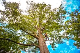 Best Tree Cabling and Bracing  in Eagan, MN