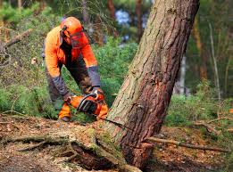 Best Tree Preservation Services  in Eagan, MN