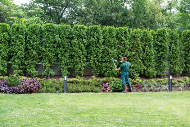  Eagan, MN Tree Removal Pros