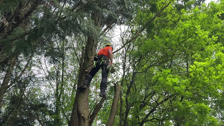 Best Commercial Tree Services  in Eagan, MN