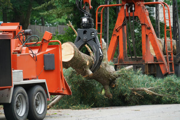 Professional Tree Removal in Eagan, MN