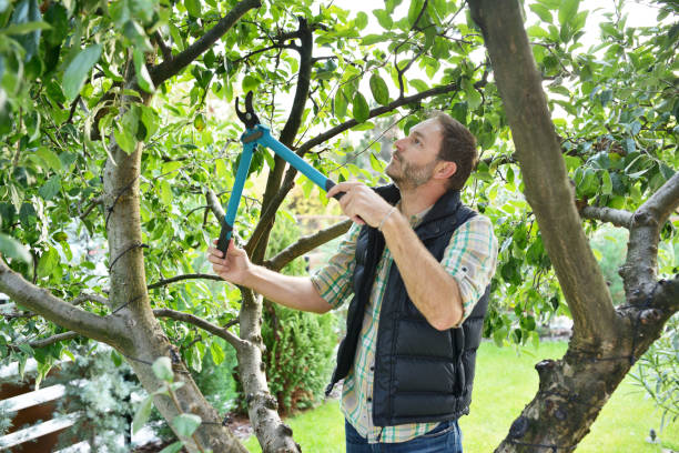 Best Tree and Shrub Care  in Eagan, MN